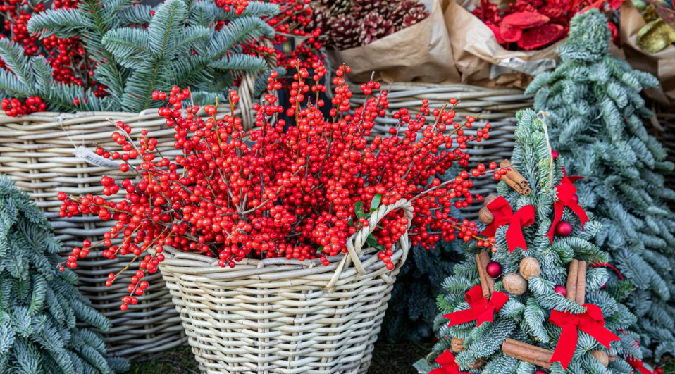 Christmas Green Plants and Seeds 